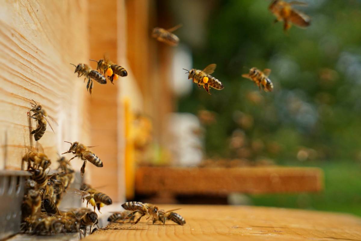 produits de la ruche bio et naturels